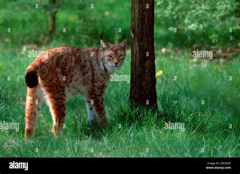 Eurasian lynx (Lynx lynx Stock Photo - Alamy