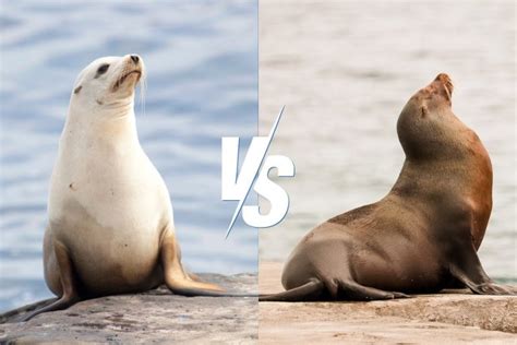 Seals Vs Sea Lions Key Differences Explained Ocean Action Hub