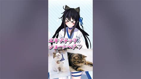 猫の日なので猫神社の巫女お姉さんが猫を布教する。 Shorts Youtube