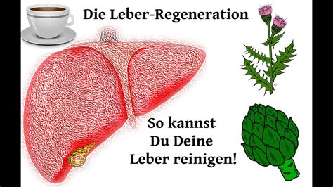 So Kannst Du Deine Leber Reinigen Und Regenerieren YouTube