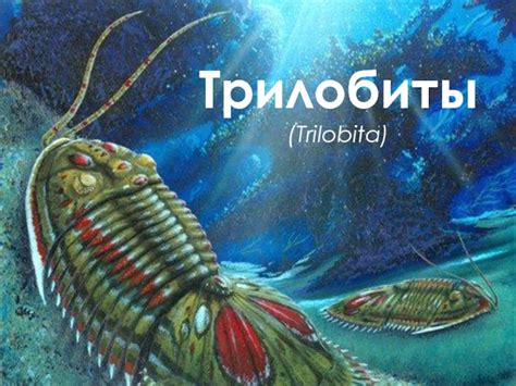 Скачать презентацию на тему Трилобиты (Trilobita)