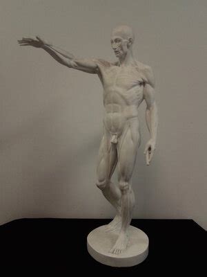 Учебное пособие для изучения анатомии человека: гипсовая модель экорше ...