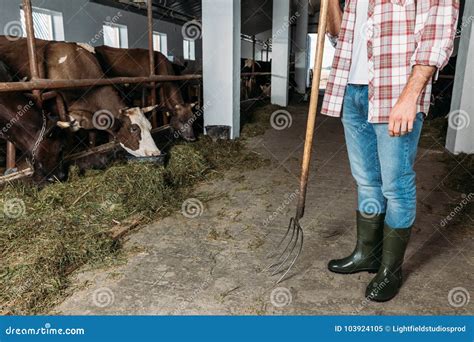 Man With Pitchfork Feeding Cows Stock Image Image Of Cattle