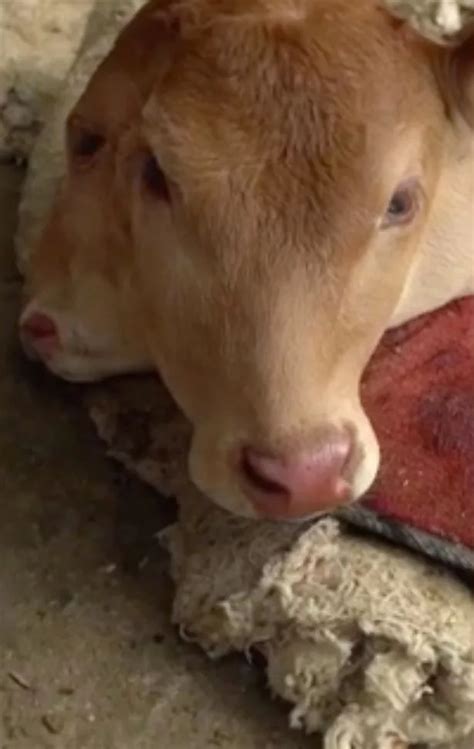 Mutant Two Headed Calf Born To Stunned Farmers In Backwater Chinese