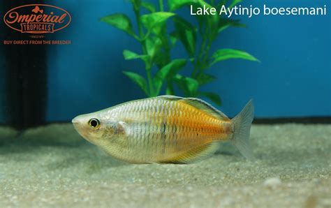 Lake Aytinjo Boesemani Rainbowfish Melanotaenia Boesemani Shop