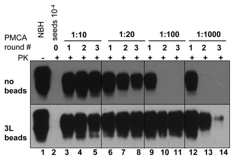 Highly Efficient Protein Misfolding Cyclic Amplification Abstract