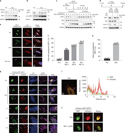 SIRT1 Is Subjected To Autophagosomelysosome Degradation During