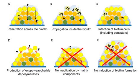 Antibiotics Free Full Text The Perfect Bacteriophage For