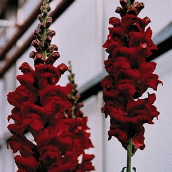 Antirrhinum Majus Doubleshot Yellow Snapdragon Garden Center Marketing