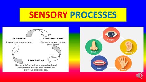 Sensory Processes Applied Psychology For Nursing Youtube