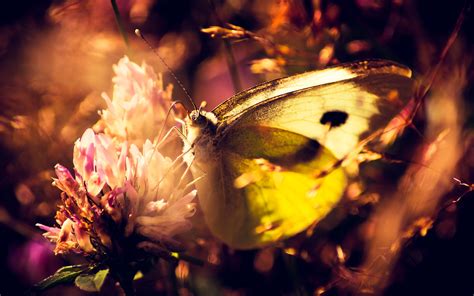 Yellow Butterfly Wallpaper Hd 2560x1600 Wallpaper Teahub Io