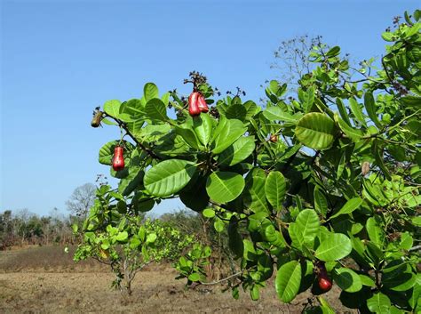 Die Cashew Frucht Interessantes über Den Cashewbaum Und Seine