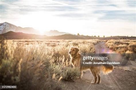 7,713 Desert Dogs Stock Photos, High-Res Pictures, and Images - Getty ...