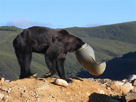 Vidéo Un ours se coince la tête dans un bidon les agents espagnols le