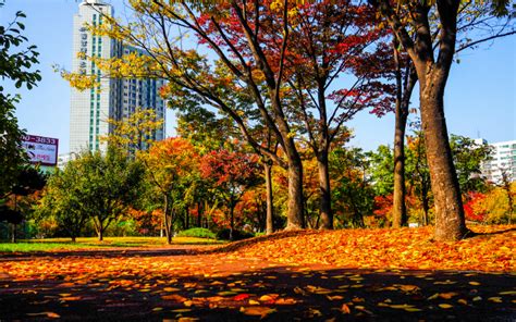 21 Photos Of Seoul During Autumn That Will Make You Fall In Love With