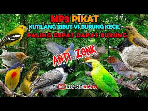 Suara Pikat Kutilang Ribut Vs Semua Jenis Burung Kecil Free Video