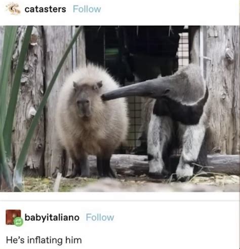 Inflatable Baracapy Rcapybara