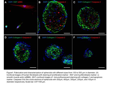 Psrc Three Dimensional Scaffold Free Spheroids With Fibroblast