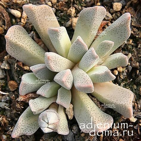 Aloinopsis ORPENII (Алоинопсис): купить 3 семени c доставкой почтой 🌸 ...