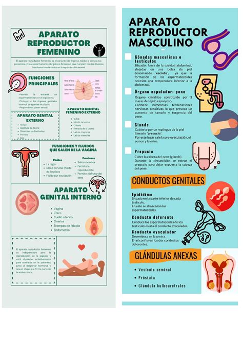 Aparato Reproductor Masculino Y Femenino Ginecolog A Y Obstetricia