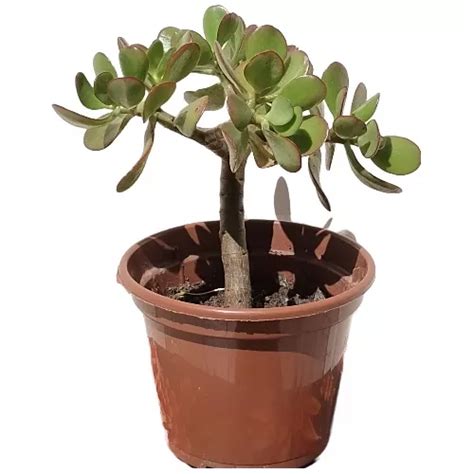 Muda De Crassula Ovata Jade mini Árvore Bonsai Facil Cuidar MercadoLivre