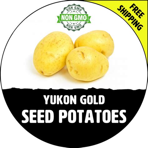 Yukon Gold Seed Potatoes Certified Non Gmo Potato Plant Tuber Spud Seedling