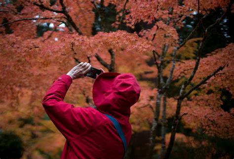 These 10 trees promise beautiful fall color in Oregon - oregonlive.com