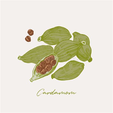 Cardamom Spice Hand Drawn And Coloured Stock Illustration