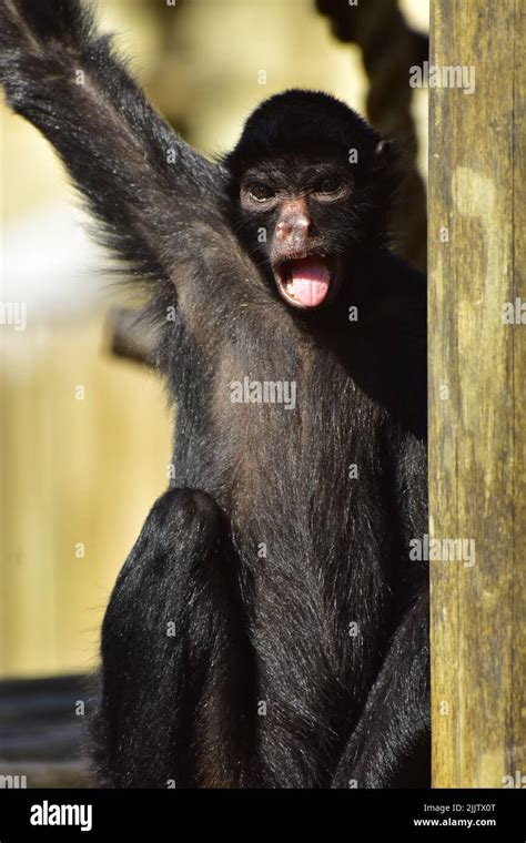 Mono Ara A Un Primate Muy N En La Selva Amaz Nica Brasil