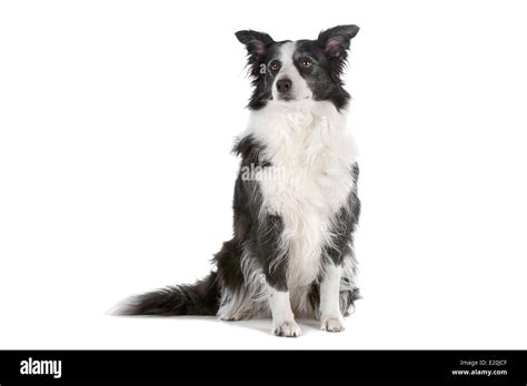 border collie sheepdog Stock Photo - Alamy