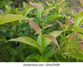 Syzygium Polyanthum Leaves Tropical Nature Kalimantan Stock Photo 2241673589 | Shutterstock