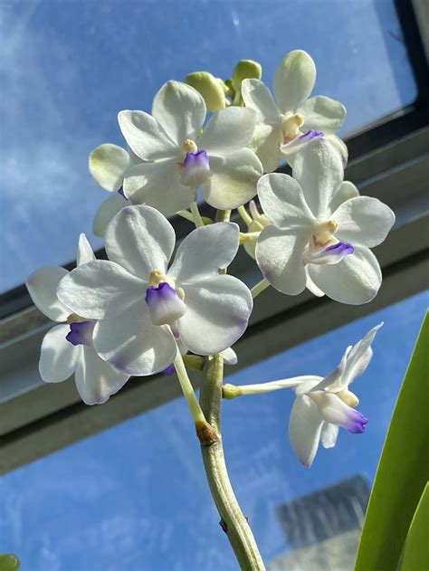 Orchid Vandachostylis Viboon Velvet