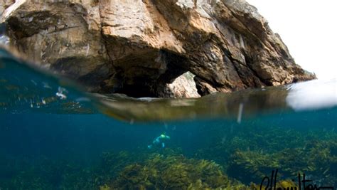 Dive! Tutukaka | Activity in Northland & Bay of Islands, New Zealand