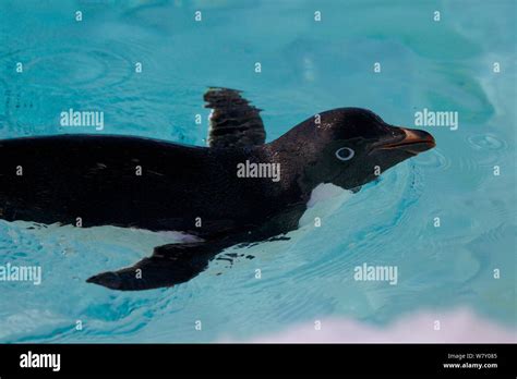 Penguin swimming antarctica hi-res stock photography and images - Alamy