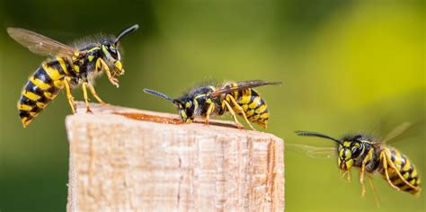 The Ultimate Guide To Keeping Wasps Away From Your Home Market Research Record