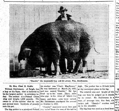 World's Largest Hog Archives - History Nebraska