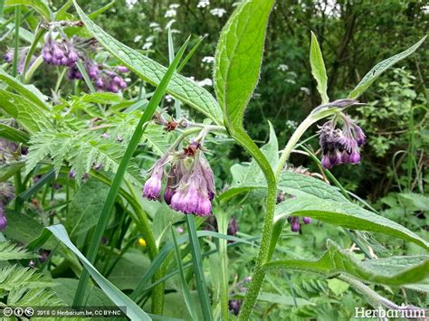 Gewone Smeerwortel Symphytum Officinale L Herbarium