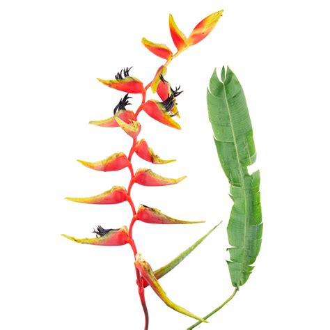 Heliconia Platystachys El Bosque Tropical