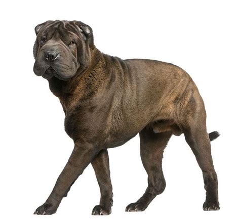 Chinese Shar Pei Dog Breed Information Pictures Characteristics