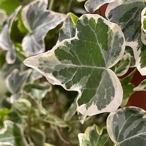 Hedera Helix White Wonder 9cm Pot Knights Garden Centres