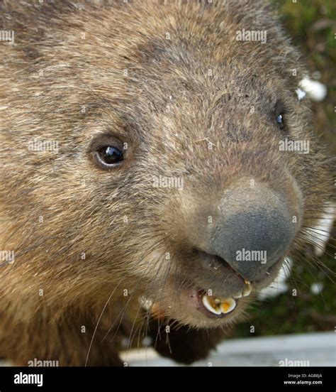 Extreme Close Up Of A Wombats Face Square Format Bapdb8577 Stock Photo