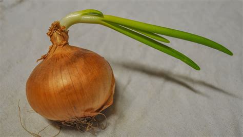 Aprenda Como Plantar Cebola Da Maneira Correta