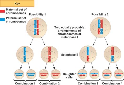 Genetic Variation In Meiosis