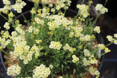 Achillea Lewisii King Edward Agm Darcy And Everest