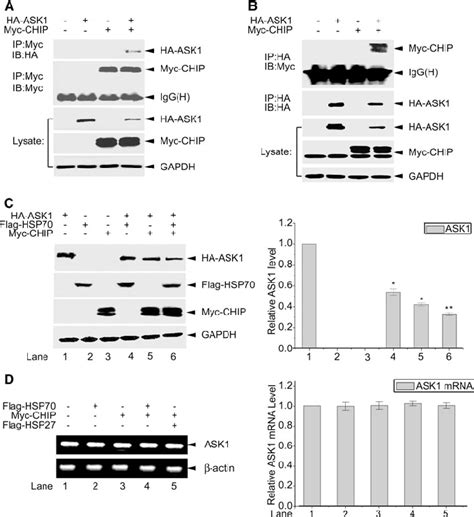 CHIP Is Involved In HSP70 Mediated ASK1 Degradation A And B HEK293