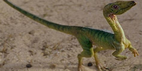 Tous Savoir Sur Le Compsognathus Le Plus Petits Des Dinosaures