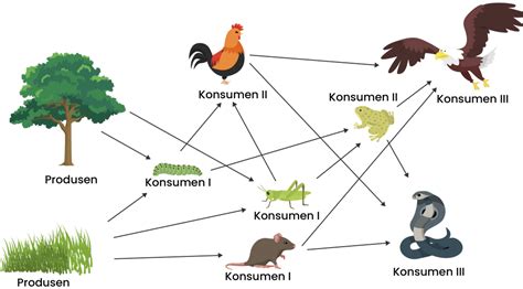 Pengertian Rantai Makanan Dalam Ekosistem Dan Contohnya