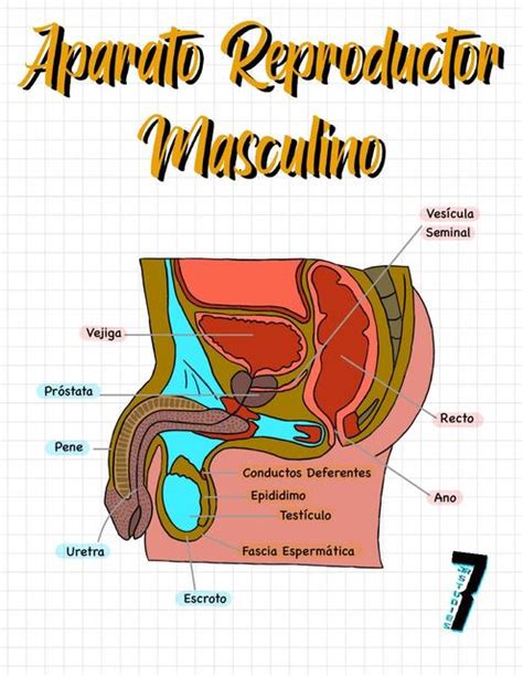 Medicina Udocz