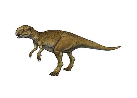 Chaoyangsaurus | Description, Size, Fossil, Diet, & Facts