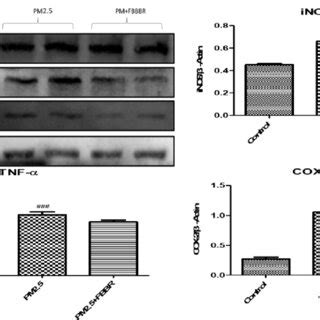 Effects of FBBR 200mg kg on iNOS COX 2 and TNF α expressions in